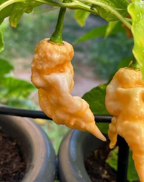 Jays Peach Jays Peach